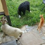 lisa borg - @ollie_pepper_pendz_albert_ - Instagram