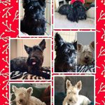 Mabel,Albert,Pepper - @mabel_albert_pepper - Instagram