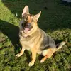 albertpetri985 - @dogfatheradog - TikTok