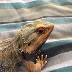 Albert Pont - @_albertosaurus5_ - Instagram