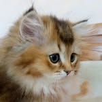 Albert Pride - @albertpride - Instagram