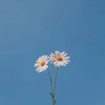 Tashriful Jannat - @albert_roach_tashriful - Instagram