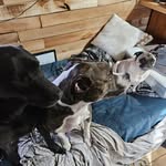 Albert Rossi - @albert.rossi1415 - Instagram