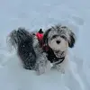 Lisa Albert Schubert - @lisaalbertschubert - TikTok