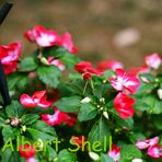Albert Shell - Facebook