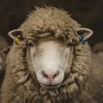 Albert Siu - @albert.siu.984 - Instagram