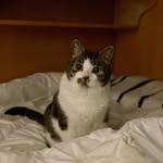 Albert siu - @albertsiu68 - Instagram