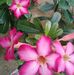Albert Soo - Facebook