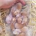 Albert Marshall life stock back yard farm . - Facebook