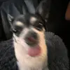👉🐕 - @albertvaivaka - TikTok