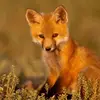 ALBERT VASILE - @foxyking999 - TikTok