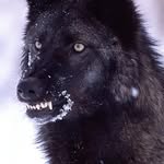 Albert Watson - @thegraywolf9 - Instagram