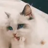 albertyoogee - @albertyoogee - TikTok