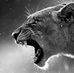 Albert Zimmer - Facebook