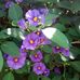 Alberta Corona - Facebook