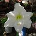 Alberta Corona - Facebook
