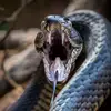 🐍𝓒𝓸𝓽𝓽𝓸𝓷𝓶𝓸𝓾𝓽𝓱🐍 - @albertacottonmouth - TikTok