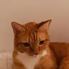 Albert Cummings - @therealcatgorgeous - TikTok