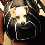 Alberta Davis - @shupuppet16xpuppies - Instagram