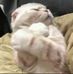 Albert Dickens - Facebook