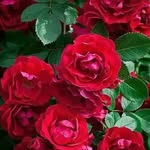 @albert__duckworth - Instagram