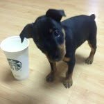 Duke The Min Pin - @duke_of_alberta - Instagram