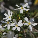 Alberta Elder - @walnertiware - Instagram