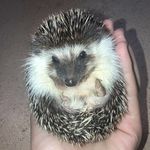 Alberta Farley - @alberta.hedgehog - Instagram