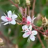 albertaflores285 - @albertaflores285 - TikTok