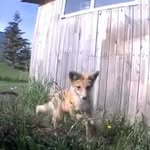 Vic Thiessen - @my_alberta_foxes - Instagram