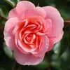 Alberta Francisco - @alberta.francisco - TikTok