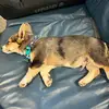 Frank the corgi - @alberta_frankthecorgi - TikTok
