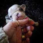 Alberta French Bulldog's - @frenchiekissis_littlehotpocket - Instagram