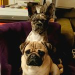 Alberta the Frenchton - @albertathefrenchton - Instagram