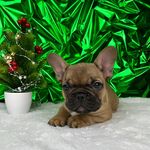 @french_bulldog_alberta - Instagram