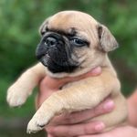 Get Frenched - @albertafrenchbred - Instagram