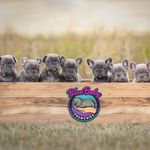 Jennifer Loewen - @gp_alberta_blue_baby_frenchies - Instagram