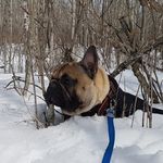 Pierre MacDonald - @albertafrenchie - Instagram
