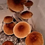 Alberth Mushroom Man - Facebook