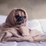 Alberta Robinson - @epicdogsofinternet - Instagram