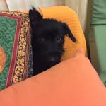 Alberta Romano - @zorritos2021 - Instagram