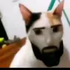 pitufo_56 - @albertocabrales51 - TikTok