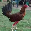 Alberto Caicedo - @alberto.caicedo78 - TikTok
