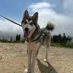 Duke Alberto 🐺🐾 - @soydukealberto - Instagram