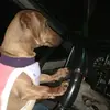 calu - @albertoferrari0 - TikTok