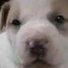 albertomaciel747 - @albertomaciel747 - TikTok