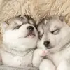 Alberta Macuil - @alberta.macuil - TikTok