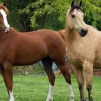 Alberto Mancha - Facebook