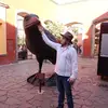 alberto morelos - @albertomorelos0 - TikTok