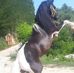 Alberto Pugliese - Facebook